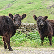 Cows, Lake District, England Poster