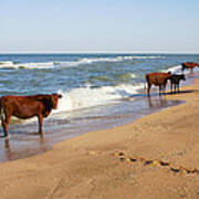Cows On The Beach Poster