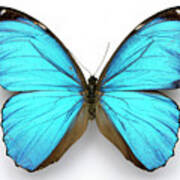 Cramer's Blue Butterfly Poster