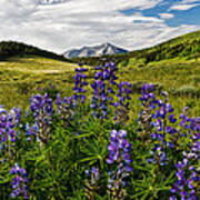 Crested Butte Lupines Poster