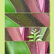 Crinum Lily Collage2 Poster