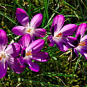 Crocus In The Grass Poster
