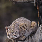 Crouching Bobcat Montana Wildlife Poster