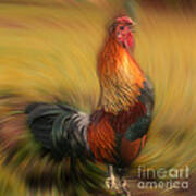 Crowing Rooster Poster