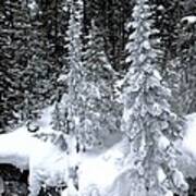 Crystal Trees Of Yellowstone Poster