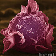 Cultured Cell, Sem Poster