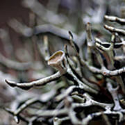 Cup Lichen Poster