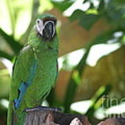 Curacao Parrot Poster