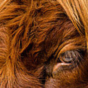 Curious Glance Of A Highland Cattle Poster