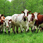 Curious Red And White Cattle Poster