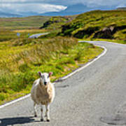 Curious Sheep On Scottish Road Poster