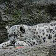 Curious Snow Leopard Cub Poster