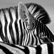 Curious Zebra Poster