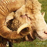 Curly-horned Ram Poster