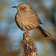 Curve-billed Thrasher On A Cactus Poster