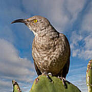 Curve-billed Thrasher On A Prickly Pear Cactus Poster