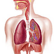 Cutaway Diagram Of Human Respiratory Poster