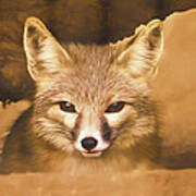 Cute Fox Poster