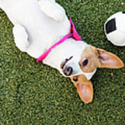 Cute Jack Russell-dachshund Mix With A Poster