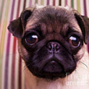 Cute Pug Puppy Poster