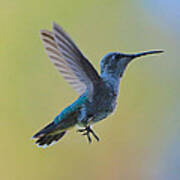 Uplifting Hummingbird In Flight Poster