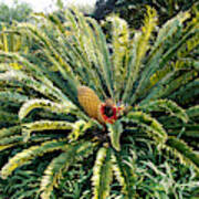 Cycad Encephalartos Altensteinii Poster