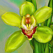 Cymbidium Orchid 2 Poster