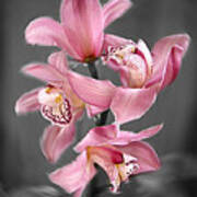 Cymbidium Orchid Pink Iii Still Life Flower Art Poster Poster