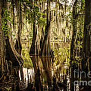 Cypress Knees On Caddo Lake Poster