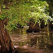 Cypress Swamp Poster