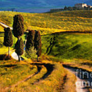 Cypresses Of Toscany Poster