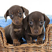 Dachshund Puppy Dogs Poster