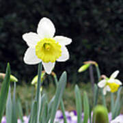 Daffodil 16 Poster