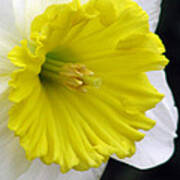 Daffodil 21 Poster