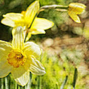 Daffodil Beauty Poster