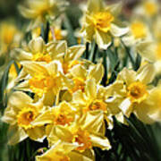 Daffodil Poster