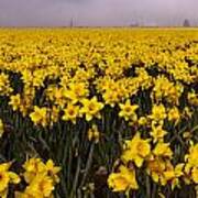 Daffodil Fields Of Fog Poster