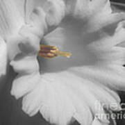 Daffodil In Black And White Poster