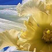 Daffodil In The Sun Poster