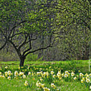 Daffodil Meadow Poster