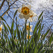 Daffodil Sun Poster
