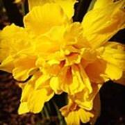 Daffodils Are Blooming Poster