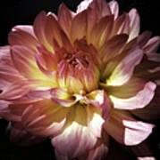 Dahlia Burst Of Pink And Yellow Poster