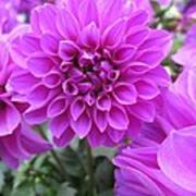 Dahlia In Pink Poster