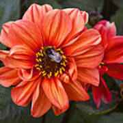 Dahlia With Bee Poster