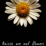 Daisies Are Not Flowers Poster