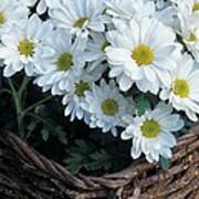 Daisies In A Basket Poster