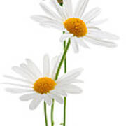 Daisies On White Background Poster