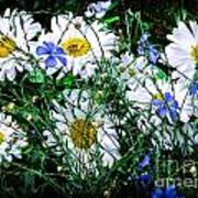 Daisies With Blue Flax And Bee Poster