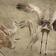 Dance Of The Sandhill Crane Poster